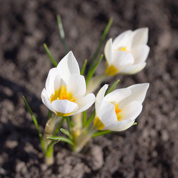 istock The awakening of nature, Earth Day. White crocus. 519528704