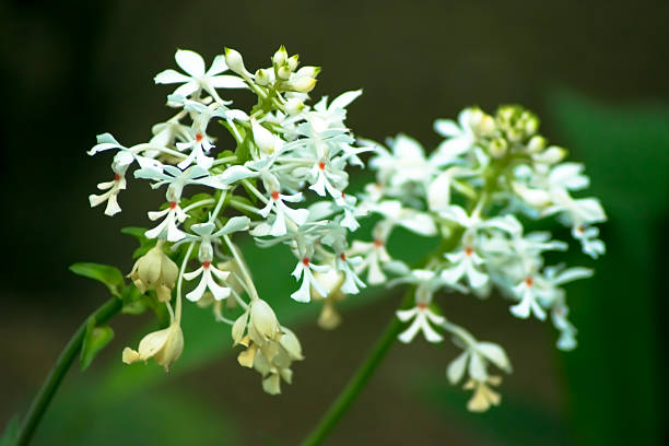 Calanthe triplicata, Orchidaceae, Japonii, Azji tropikalny – zdjęcie