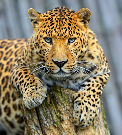 Portrait of a Leopard in the wild habitat.