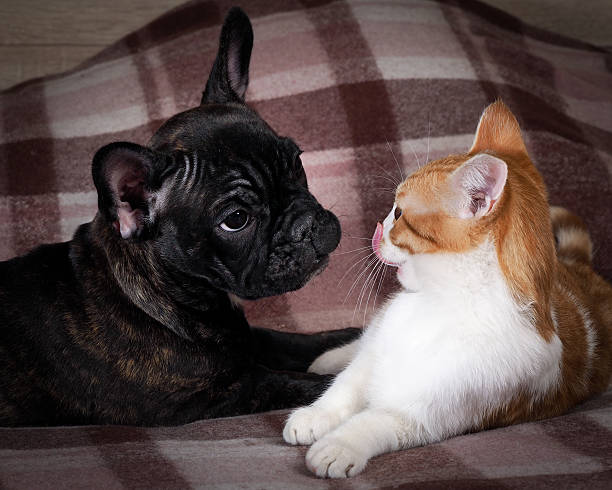istock Friendship, love cats and dogs 519529044