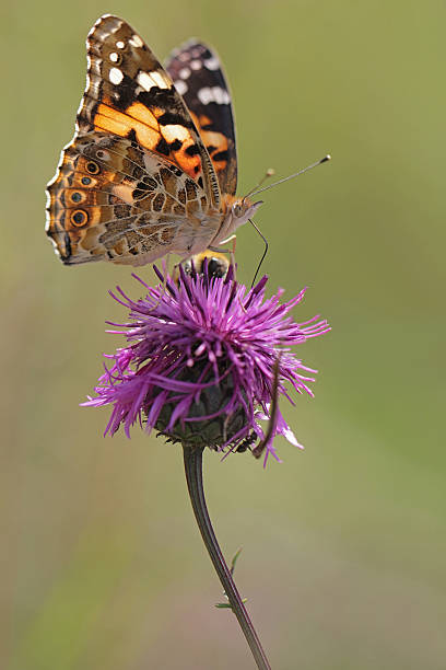 istock Painted Lady Butterfly - Vanessa cardui 519529047