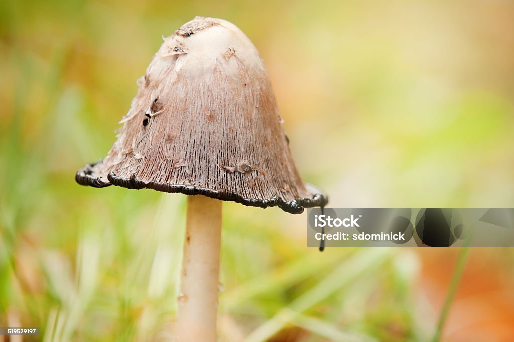 Mature Shaggy Mane Mushroom A mature Shaggy Mane Mushroom with it's black ring dripping. Ink Cap Stock Photo