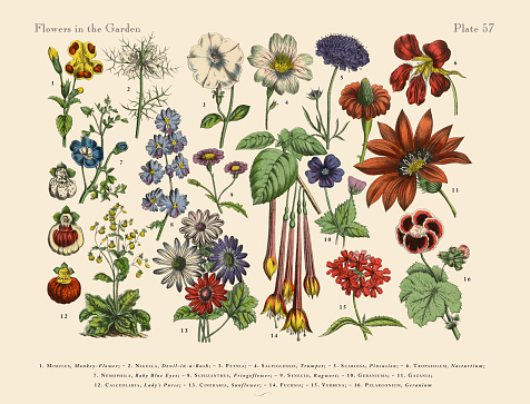 Very Rare, Beautifully Illustrated Antique Engraved Victorian Botanical Illustration of Exotic Flowers of the Garden: Plate 57, from The Book of Practical Botany in Word and Image (Lehrbuch der praktischen Pflanzenkunde in Wort und Bild), Published in 1886. Copyright has expired on this artwork. Digitally restored.