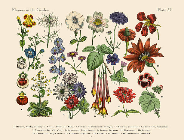 Exotic Flowers of the Garden, Victorian Botanical Illustration Very Rare, Beautifully Illustrated Antique Engraved Victorian Botanical Illustration of Exotic Flowers of the Garden: Plate 57, from The Book of Practical Botany in Word and Image (Lehrbuch der praktischen Pflanzenkunde in Wort und Bild), Published in 1886. Copyright has expired on this artwork. Digitally restored. botany stock illustrations