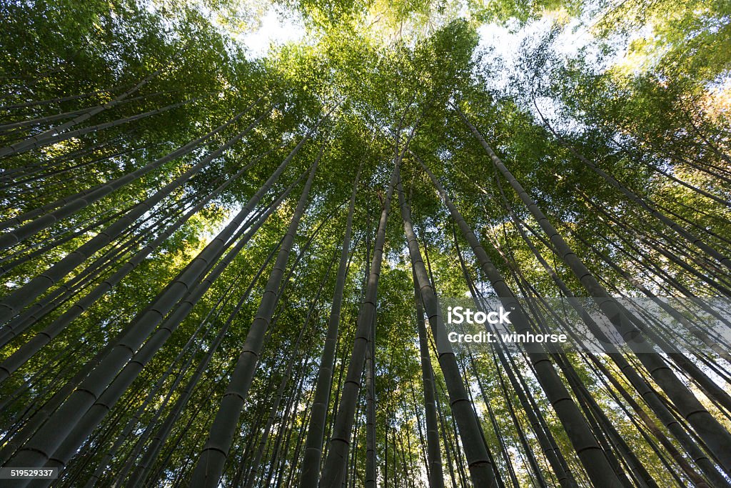 Bamboo forest in Kyoto, Japan Bamboo forest in Kyoto, Japan. Bamboo - Plant Stock Photo