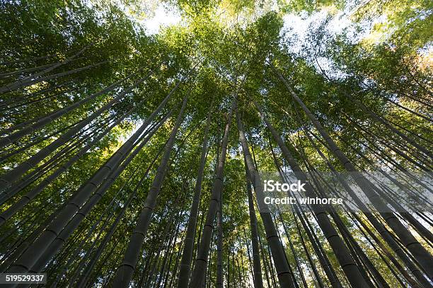 Bamboo Forest In Kyoto Japan Stock Photo - Download Image Now - Bamboo - Plant, Green Color, Horizontal