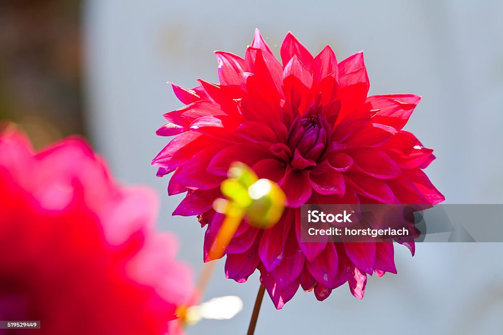 Large red dahlia flower Blossoming large red dahlia flower in a town park of Cologne Back Lit Stock Photo