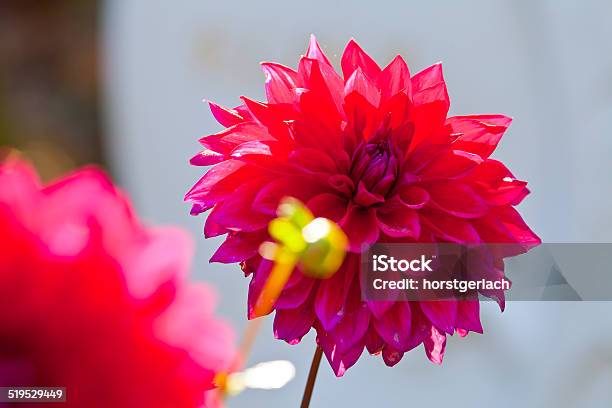 Large Red Dahlia Flower Stock Photo - Download Image Now - Back Lit, Beauty In Nature, Blossom