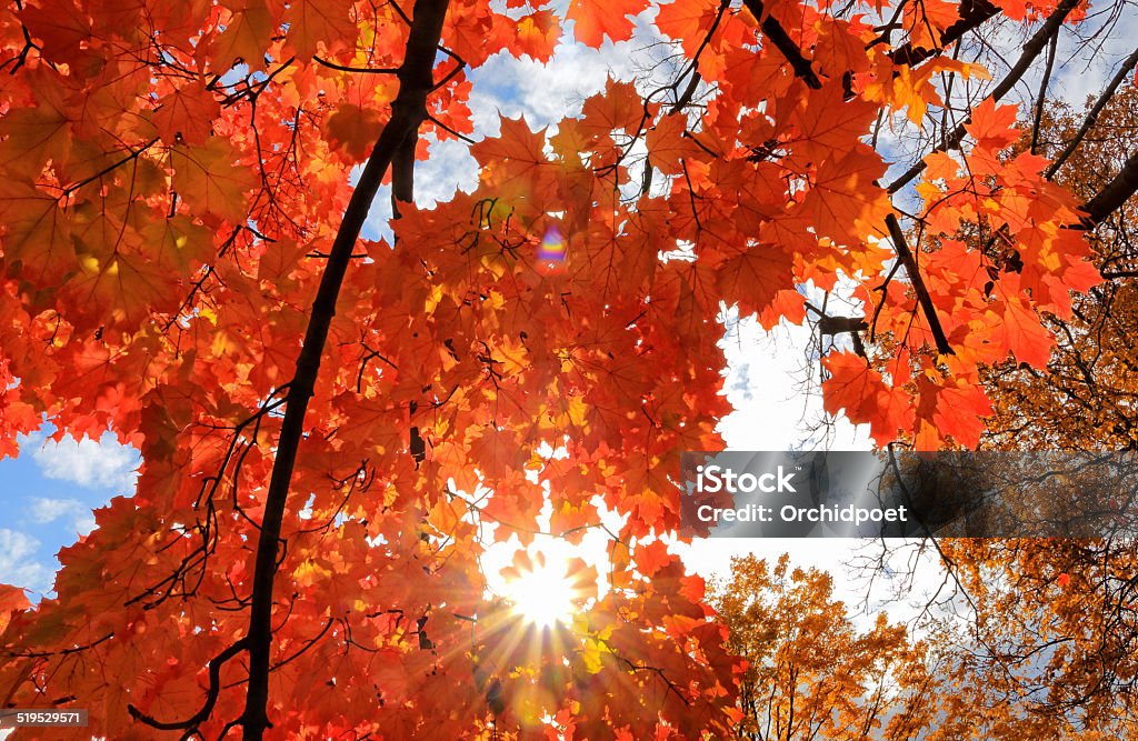 Sunburst Through Maple Tree Sunburst shining through red sugar maple tree Autumn Stock Photo