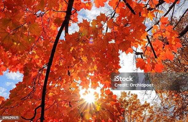 Sunburst Through Maple Tree Stock Photo - Download Image Now - Autumn, No People, Sugar Maple