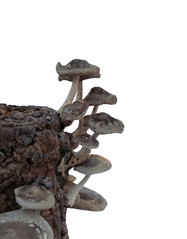 Isolated Shiitake mushrooms on log