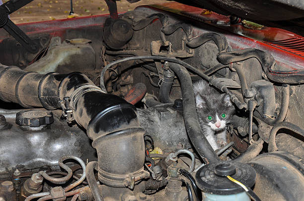 istock Kitty hiding from the dogs, inside the motor, Argentina 519530029