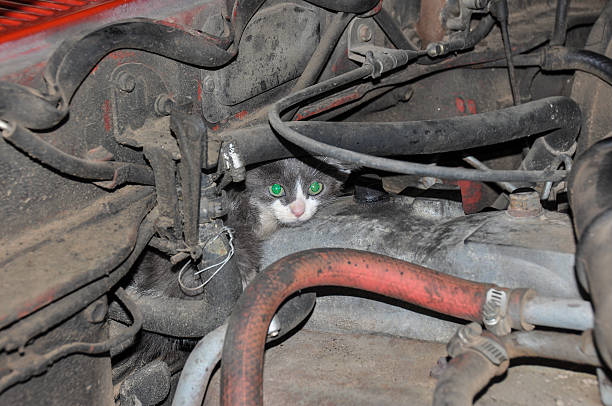 istock Kitty hiding from the dogs, inside the motor, Argentina 519530039