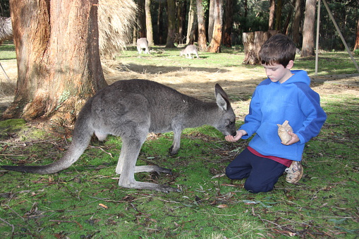 A boy feeds a tame kangaroo in Australia.