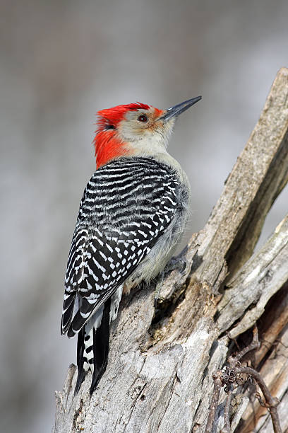 istock Red-Bellied Woodpecker 519530268