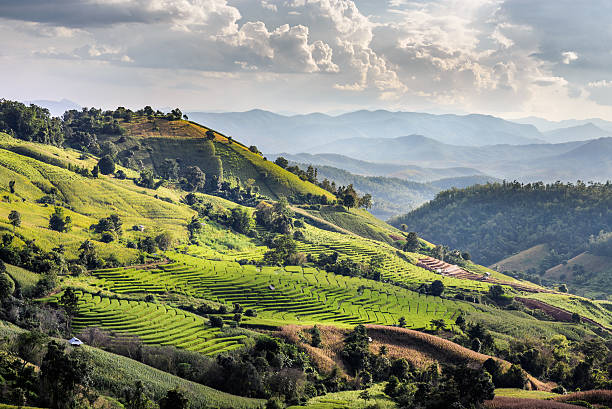 istock rice terrace on the mountain hill 519530336