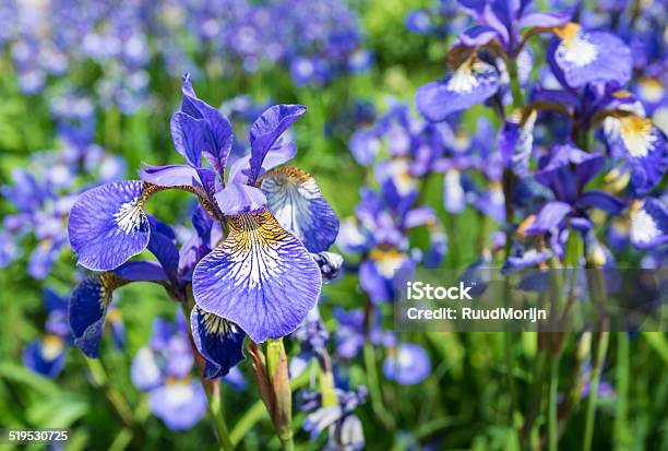 Closeup Of Flowering Siberian Iris Plants Stock Photo - Download Image Now - Siberian Iris, Blue, Botany