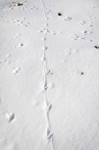 istock Common Pheasant, Phasianus colchicus, foot and tail trails in snow 519530762