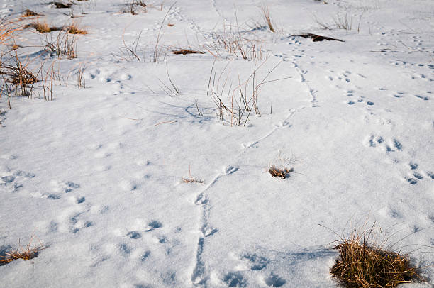 개척시대의 ﾀｯｷｴ 토끼, oryctolagus cuniculus, 접지면 눈 속에서 - snow footprint winter animal track 뉴스 사진 이미지