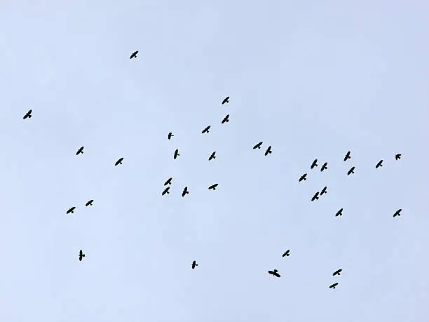 Outdoor photography of flying corvids.