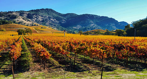 la vallée de napa en automne - napa valley california valley vineyard photos et images de collection