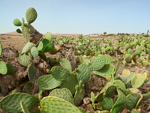 Prickly pear cactus farm ( where cochineal is cultivated to obtain a red dye ), Lanzarote, Canary Islands, Spain.