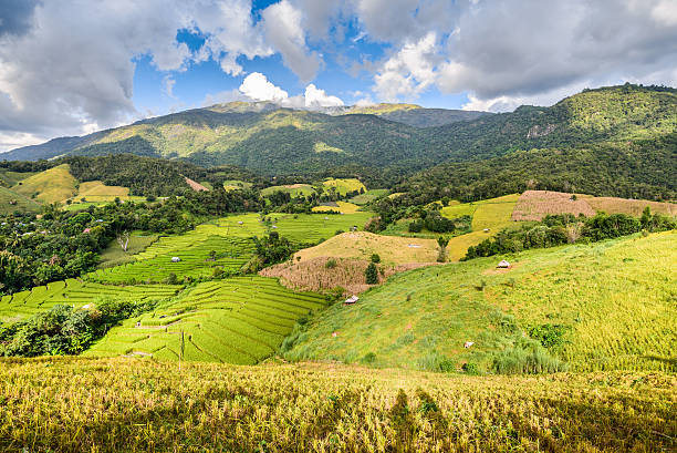istock rice terrace on the mountain hill 519532164