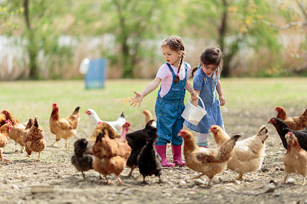 Two little girl feeding chickens stock photo