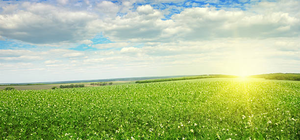 istock Beautiful sunrise over field pea 519532381