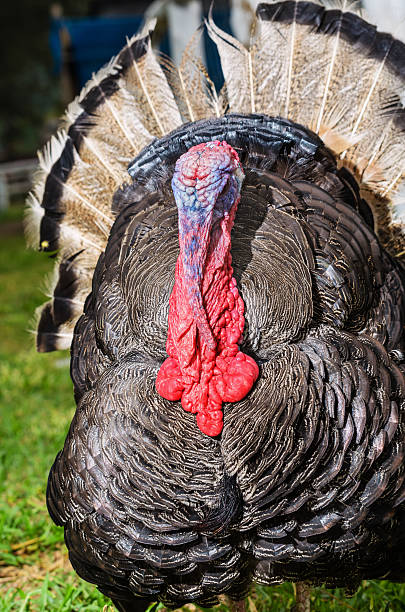istock Male wild turkey 519532713