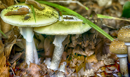 Two mushroom in forest