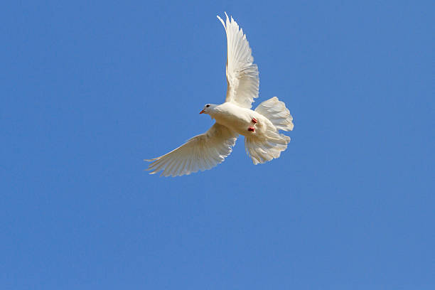 istock white homing pigeon among the blue sky 519533284