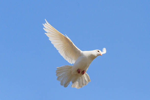 istock Symbol of peace is flying in the sky 519533350