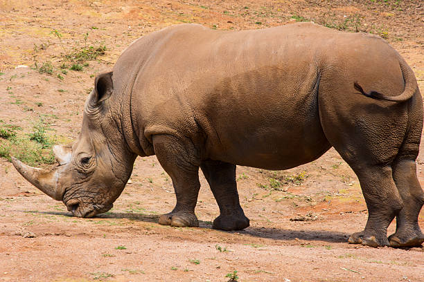 istock Rhino in their habitat 519533476