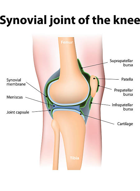 Synovial bursa of the human knee Synovial bursa of the human knee. Synovial bursa is  a sac filled with lubricating fluid, located between tissues such as  bone, muscle, tendons, and skin, that decreases rubbing. tissue anatomy stock illustrations