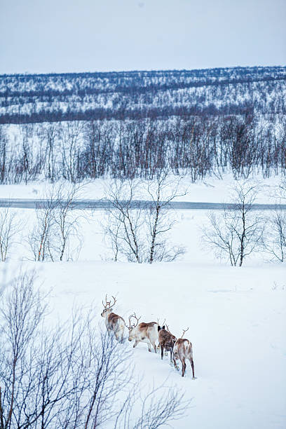 istock Reindeer. Norway, Scandinavia 519534571