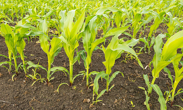 istock Closeup of young maize plants in the earth 519534657
