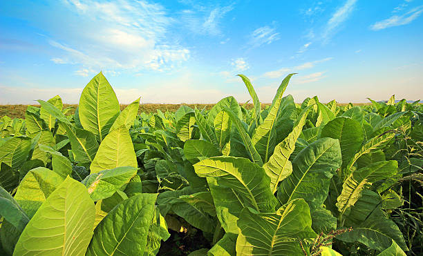 coltivazione del tabacco su un campo - tobacco foto e immagini stock