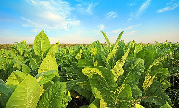 Photo of growing tobacco on a field