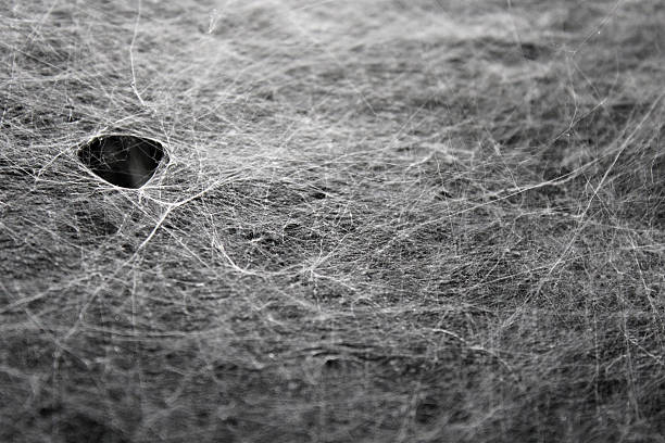 Spider Web Texture with hole from insect stock photo
