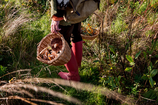 Food forager with her haul of foraged food in her baskets. Food foraging has become popular in recent years as chefs have turned to foraged food to produce local and seasonal menu's. Photographed in Denmark.