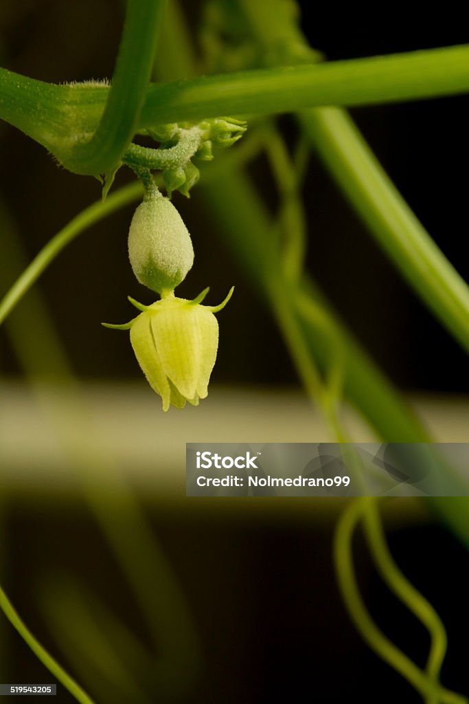 Salada de flor - Foto de stock de Agricultura royalty-free