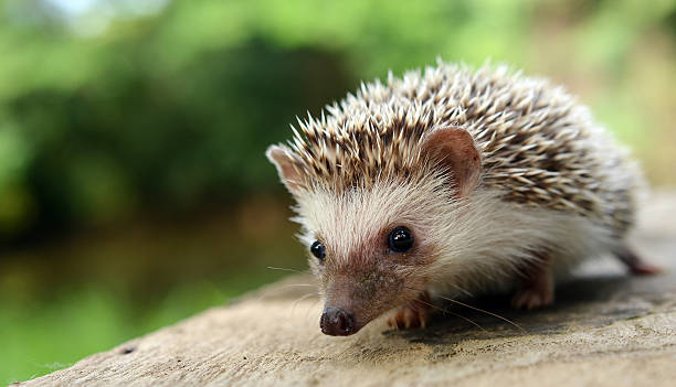 Hedgehog Hedgehog hedgehog stock pictures, royalty-free photos & images