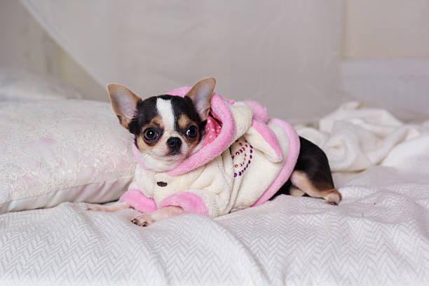 istock Chihuahua dog is lying on bed 519543410