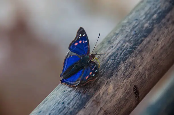 Spectacular butterfly encountered in Iguazu falls, Argentina.
