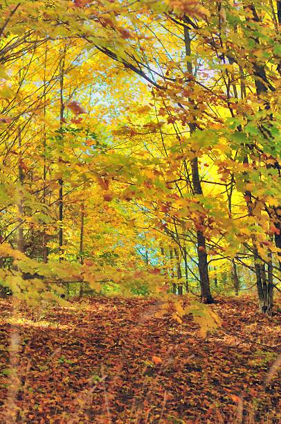 istock October Woods in Northern Michigan 519543957