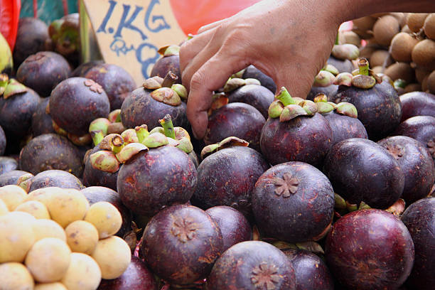 istock Mangostan - Mangosteen with Hand 519544413