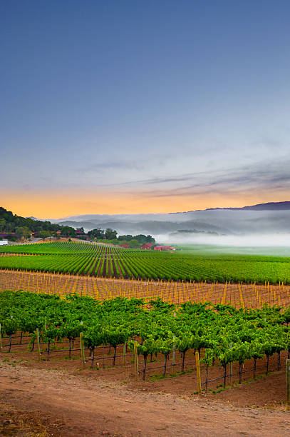 morgen in den weinberge - vineyard napa valley field in a row stock-fotos und bilder