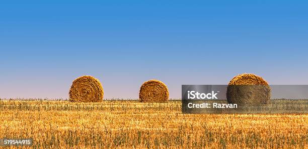 There Are Bales Stock Photo - Download Image Now - Agricultural Field, Agriculture, Bale