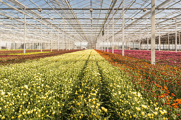 istock Many small chrysanthemum plants in a very big chrysanthemum nurs 519545075